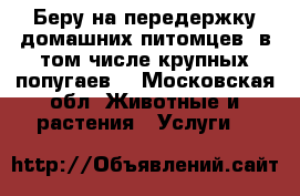 Беру на передержку домашних питомцев, в том числе крупных попугаев. - Московская обл. Животные и растения » Услуги   